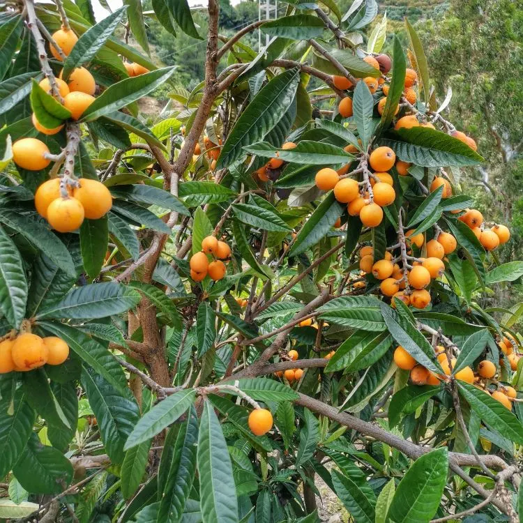 Fruta Loquat (Fruta Nispero) em Espanha