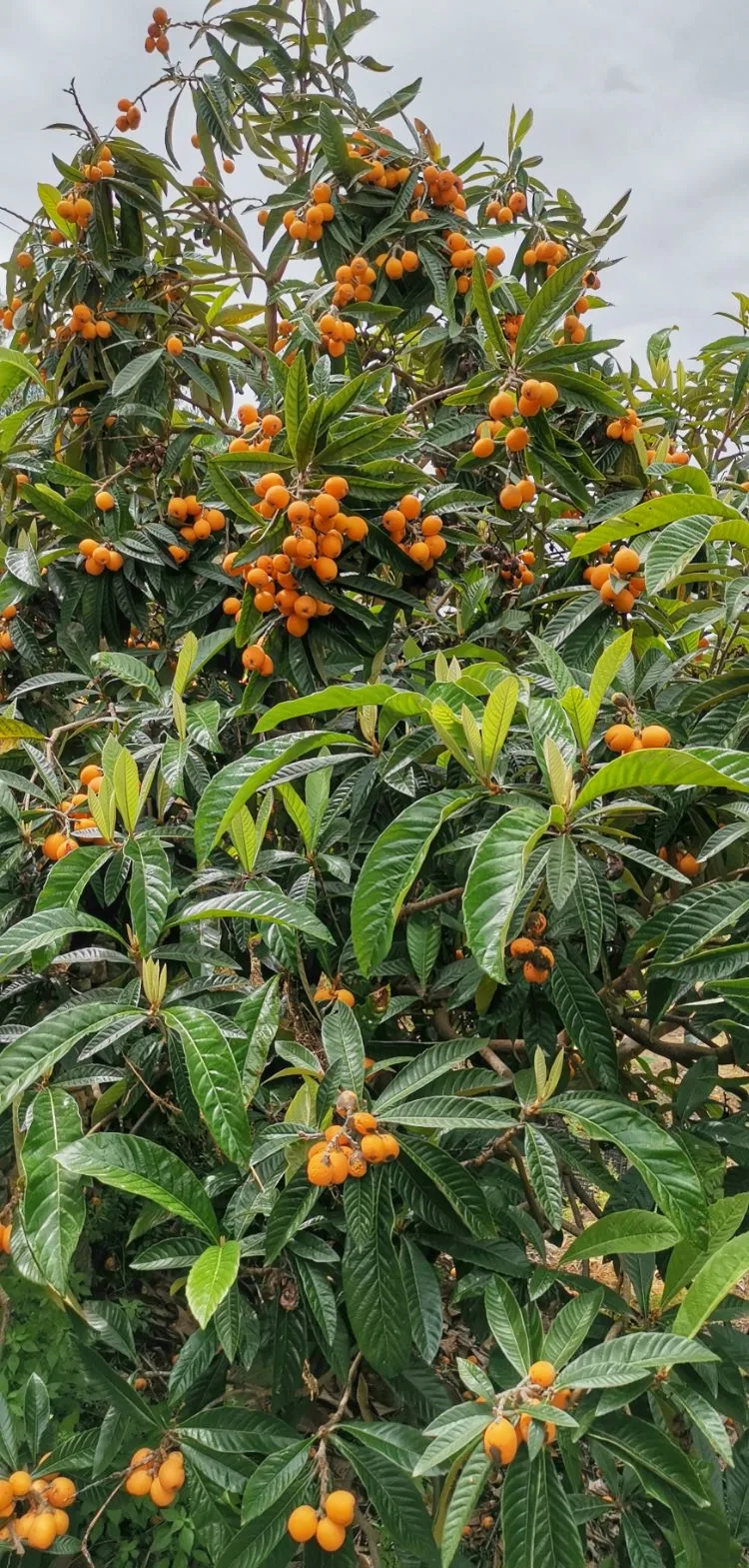 Fruit du loquat (fruit du Nispero) en Espagne3