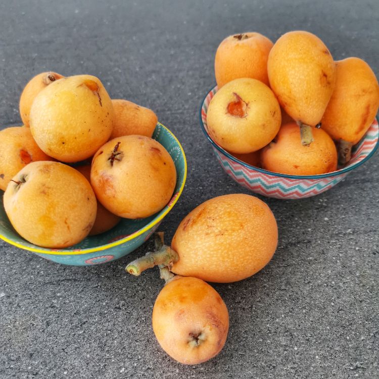 Loquat Fruit (Nispero Fruit) in Spain