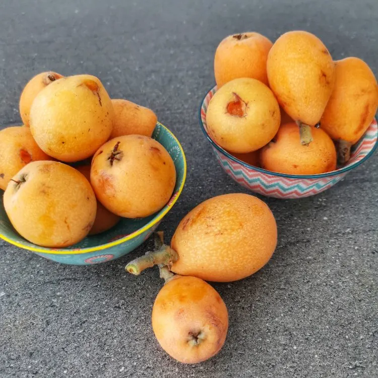 Fruit de la nèfle (Nispero Fruit) en Espagne