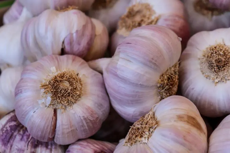 All About Garlic + Spanish Al Ajillo Recipes 2 All About Garlic Spanish Al Ajillo Recipes1