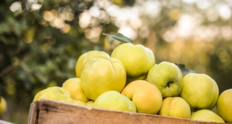 All about Dulce de Membrillo (Quince Paste) 2 Quince fruits
