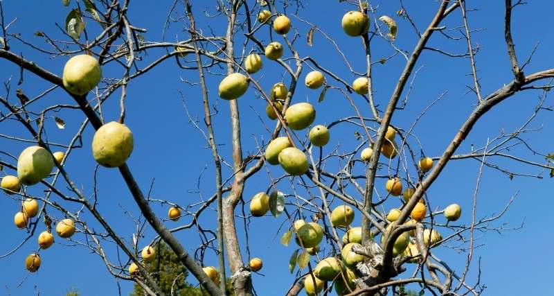 Un albero con frutti di mela cotogna
