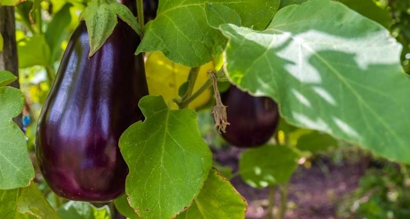 Fun Facts about Berenjena eggplants ©moisseyev via Canva.com