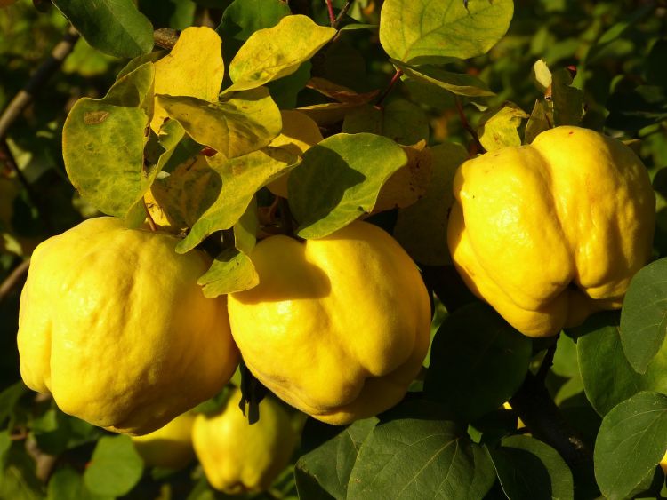 Quince Fruit