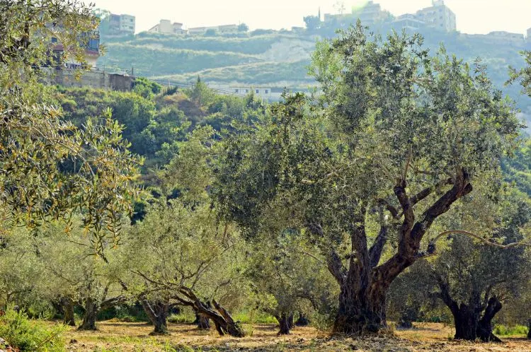 spanische grüne Oliven