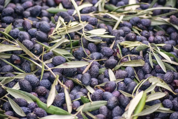 olives vertes espagnoles