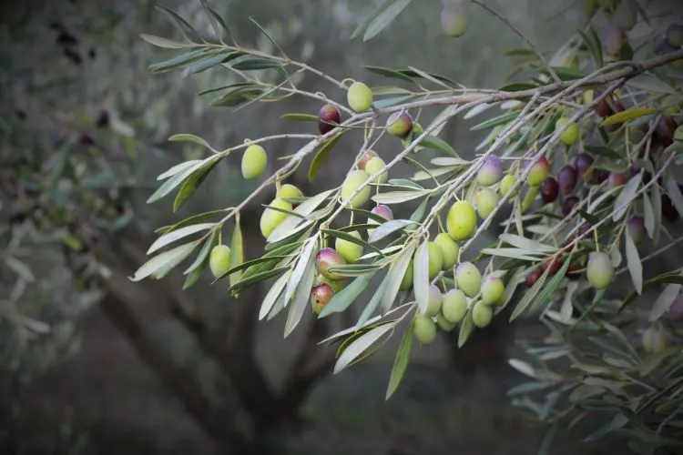 spanish green olives