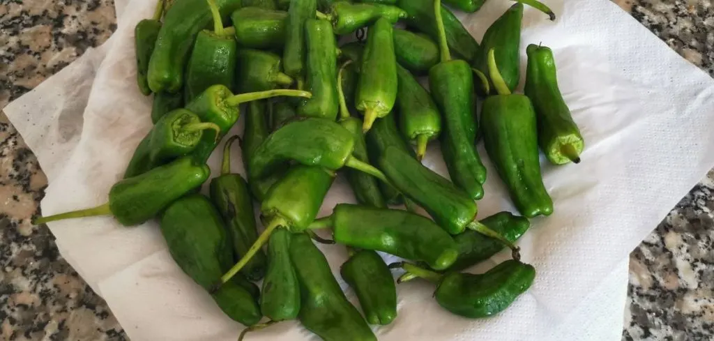 pimientos de padronização